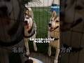 食べることが大好きなハスキー犬の特徴が一瞬でわかる方法www