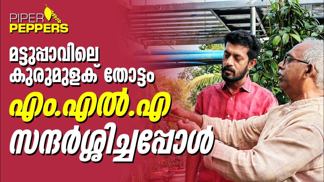 A Special Guest | PIPER PEPPERS | മട്ടുപ്പാവിലെ കൃഷി കാണാൻ M .L .A എത്തിയപ്പോൾ 
