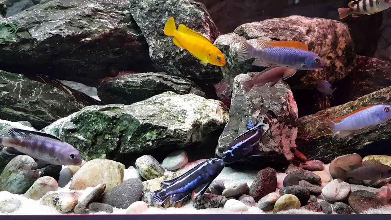 Maingano (Melanochromis cyaneorhabdos) fight