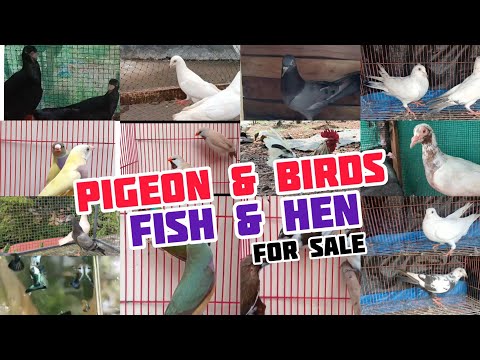 😘Birds😌Pigeon🤍Cat💖Dogs❤️Pravu Sale Kerala😍Nadan pravu Farm🤩puppys Sale Kerala😁New Pets Farm😘