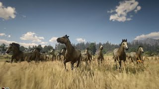 Red Dead Redemption 2 HORSES Gold TURKOMAN horse herd