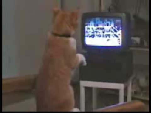 Boxing-Cat