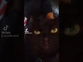 The 3am Dream Snatcher 🐈⬛🐆🐾🦹🗡️💥💯🙏