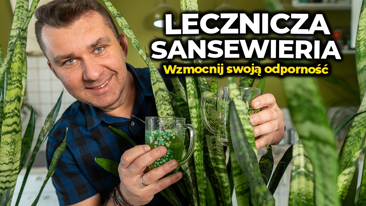 Lecznicza Sansewieria. Wzmacnia odporno, pomaga na ble gowy, oczyszcza  powietrze.