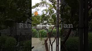 Hujan Deras di Awal bulan Oktober 2023 #hujan #deras #rinduhujan