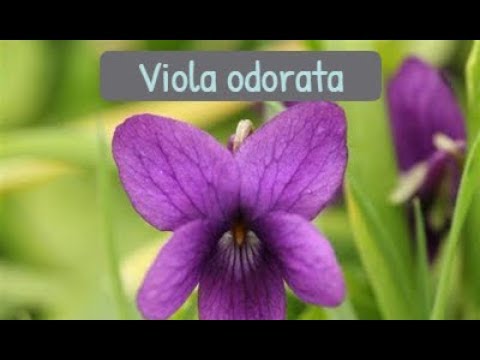 Virtues of Violets - Benefits of The Good Fortune Plant- Sweet Violet Tea & Blue Violet Leaf Syrup