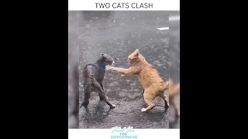 Whisker Wars: Two Cats Clash in a Debate