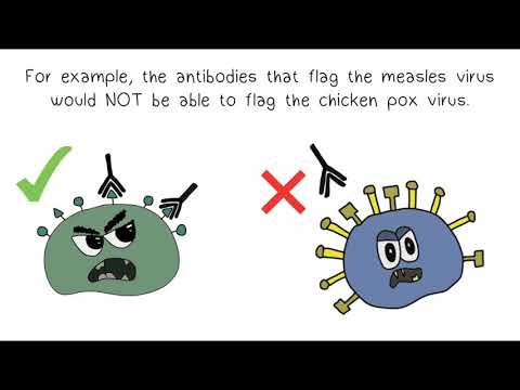 Antigens & Antibodies