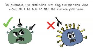 Antigens & Antibodies
