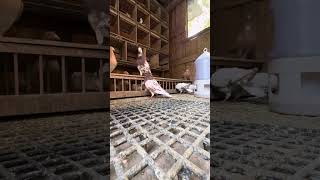 #snowflake_pigeons Meulemann Tiger Grizzly Reisetauben