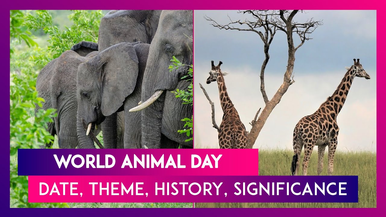 World Animal Day: Know Date, Theme, History & Significance Of This Day