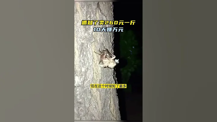 抓知了賣260元一斤10天賺萬元 - 天天要聞