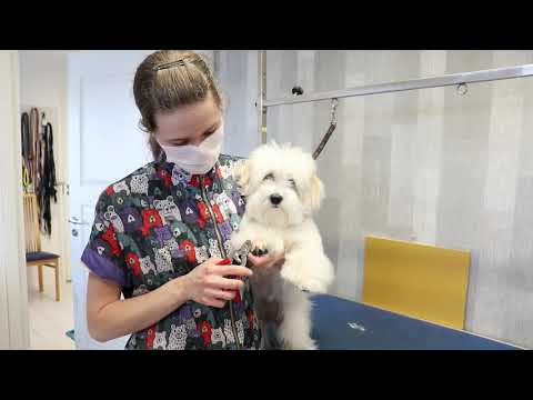 Video: Kuinka tehdä kynsilakkaa pienikokoisille koirille
