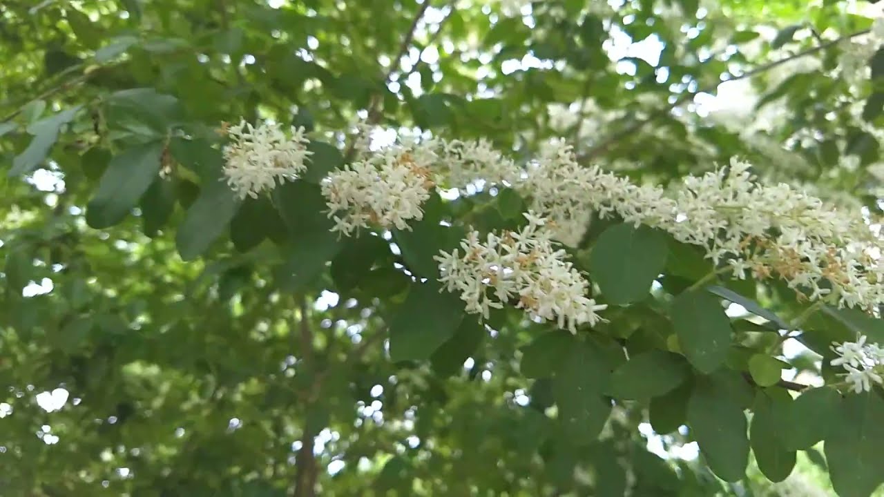 What is the Botanical Name of the 