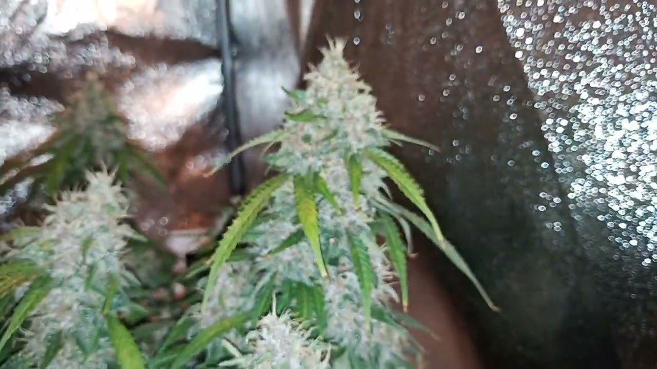 Strawberry Pie Auto by FastBuds Harvest Day