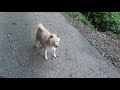 明日出産予定の豆柴白ちゃんです。