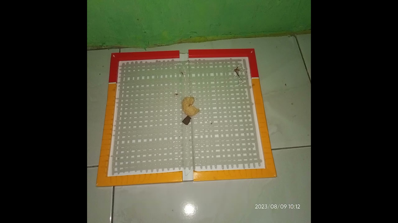 Lem Tikus Ampuh | Solusi Usir Tikus Dari Rumah 