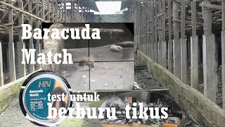 berburu TIKUS dengan Baracuda Match / rats control egg farm