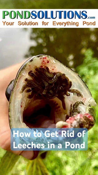 how-to-get-rid-of-leeches-in-a-pond-leeches-pondparasite-ponds