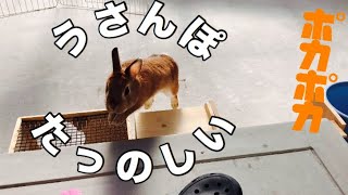 うさんぽ楽しくてお尻フリフリのうさぎ Walk of the rabbit  #308