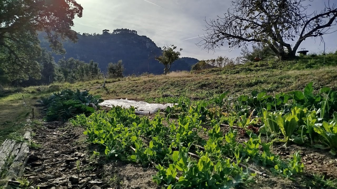 6/12/25 🧑‍🌾 Alimenta los pasillos! 🌱