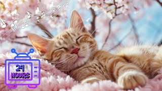 Calming Music for Cats | Make Your Cat Happy, Relaxation, Deep Sleep | Music Therapy for Cats #9