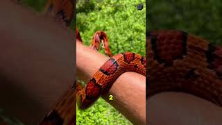 5 Most Friendliest Snakes You’ll Ever Meet