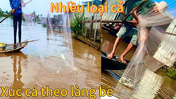 Xúc cá theo làng bè! Nhiều loại cá -