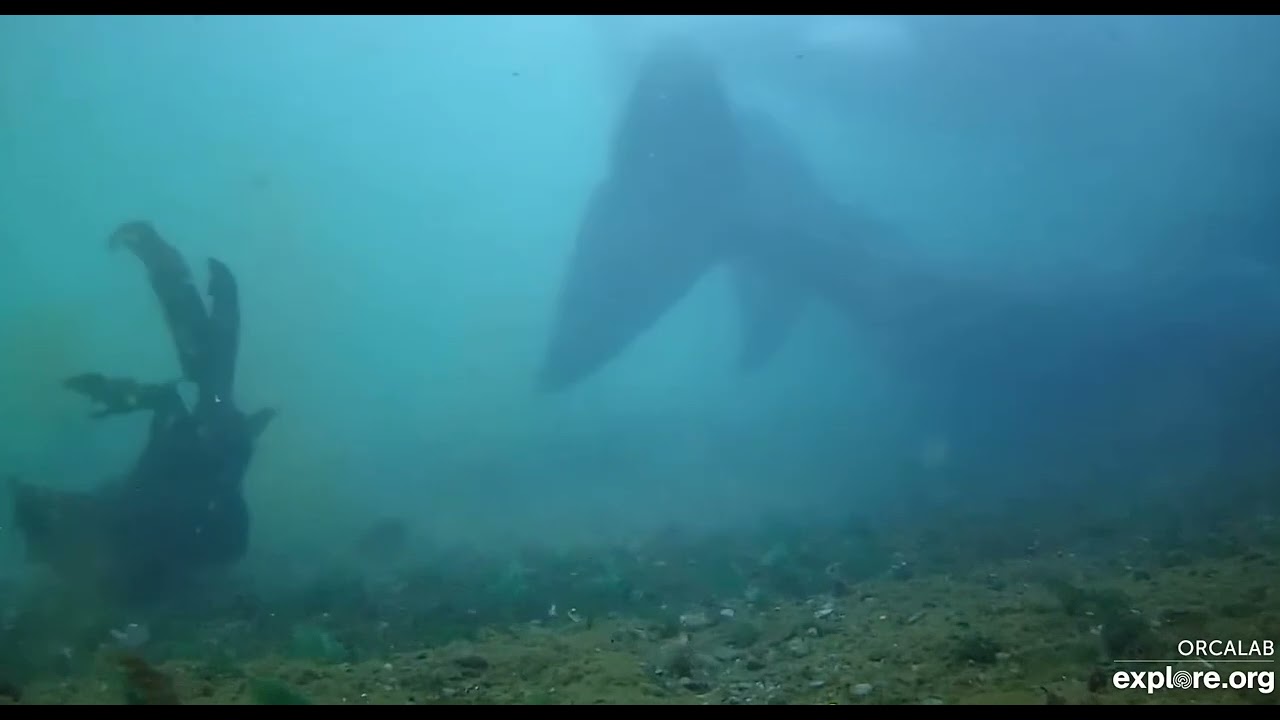 explore.org Strider Rubbing Beach Under Water Orcas - 31 August 2024