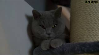 British Shorthair vs Scotish Fold Climbing 4K HDR by 3DPrintXXL xxl 113 views 4 years ago 4 minutes, 33 seconds