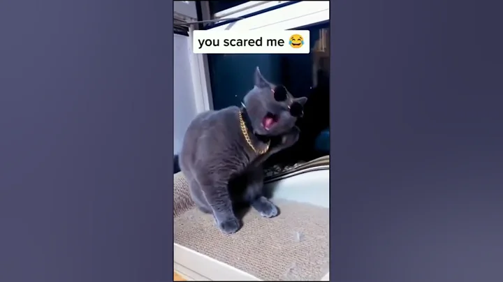 amazing funny cat #shorts - ALL ROUNDER NATURE SOUNDS