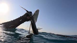 видео: Средиземноморская подводная охота в 65 лет.Mediterranean Hunt at 65 in September 2025Pesca subacq 65 картинка: Средиземноморская подводная охота в 65 лет.Mediterranean Hunt at 65 in September 2025Pesca subacq 65