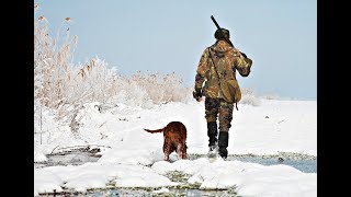Как охотиться на лося зимой? Секреты таёжного охотника! Как охотиться на лося зимой? Секреты таёжного охотника!