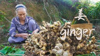 農村傳統方法泡薑，有人嫌它辛辣無比，有人愛它爽口彈牙Grandma uses traditional methods to make delicious ginger food｜广西 美食 ｜玉林阿婆 by 玉林阿婆Guangxi grandma 125,528 views 5 months ago 14 minutes, 37 seconds