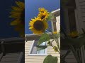 🌻 + 🐝