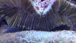 Digitate hydroid