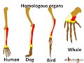 विकास – Proof of Evolution – homologous organs and analogous organs – Hindi