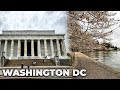 Walking Washington DC (Cherry Blossoms, Washington Monument, US Capitol, National Mall, White House)