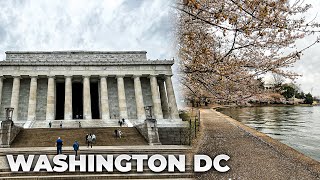Walking Washington DC (Cherry Blossoms, Washington Monument, US Capitol, National Mall, White House)