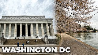 Walking Washington DC (Cherry Blossoms, Washington Monument, US Capitol, National Mall, White House)