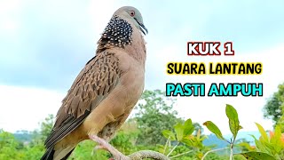 Suara Burung Tekukur Pikat Full Gacor Bagus Untuk Pancingan Memikat