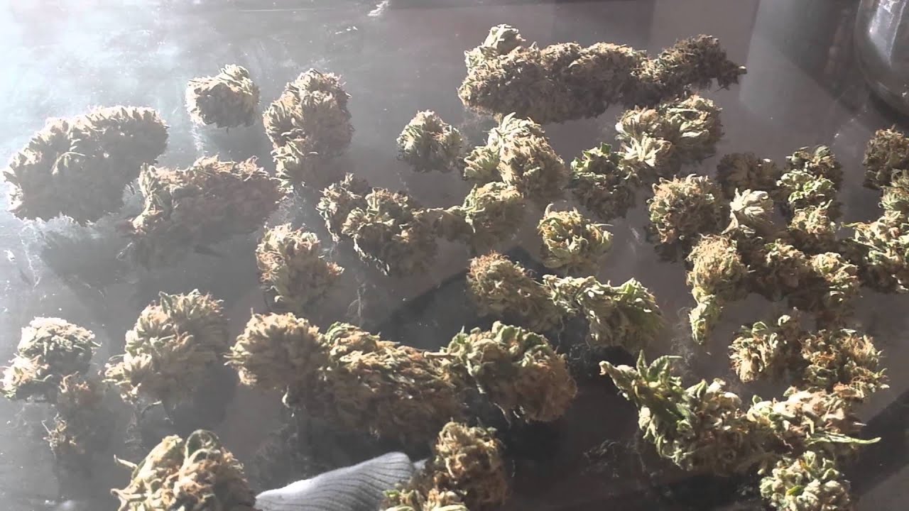 1st OMMP Outdoor - A few tops from one of the Platinum Delight