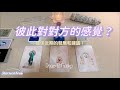 💜塔羅占卜|⏱快問快答篇：我們彼此對對方的感覺？| 近期關係的發展和建議(Timeless)