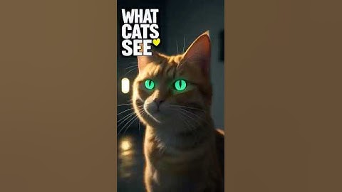 🐱 The Mysterious Sixth Sense of Cats 👁️ | What They See That We Can’t!