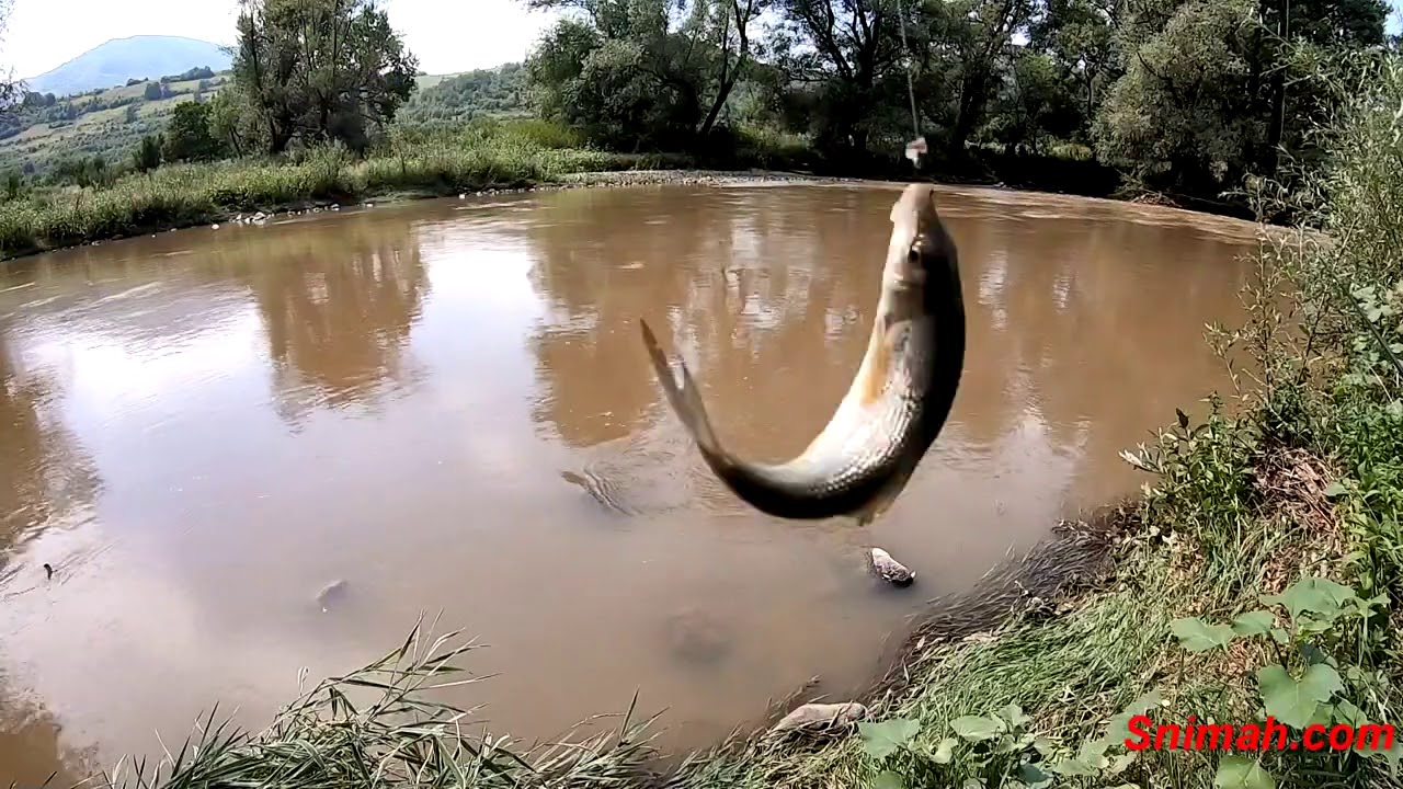 За риба по река Вит край село Гложене