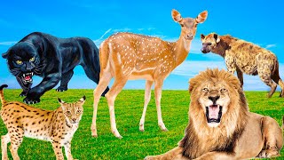 Learn about familiar animals, animal sounds and foods: cows, dogs, cats, chickens, elephants