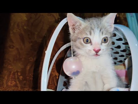 Can this kitten handle the tiniest ball ever? 🏀🐱