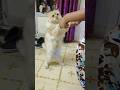 Kuku Dance Cute Dance Cat