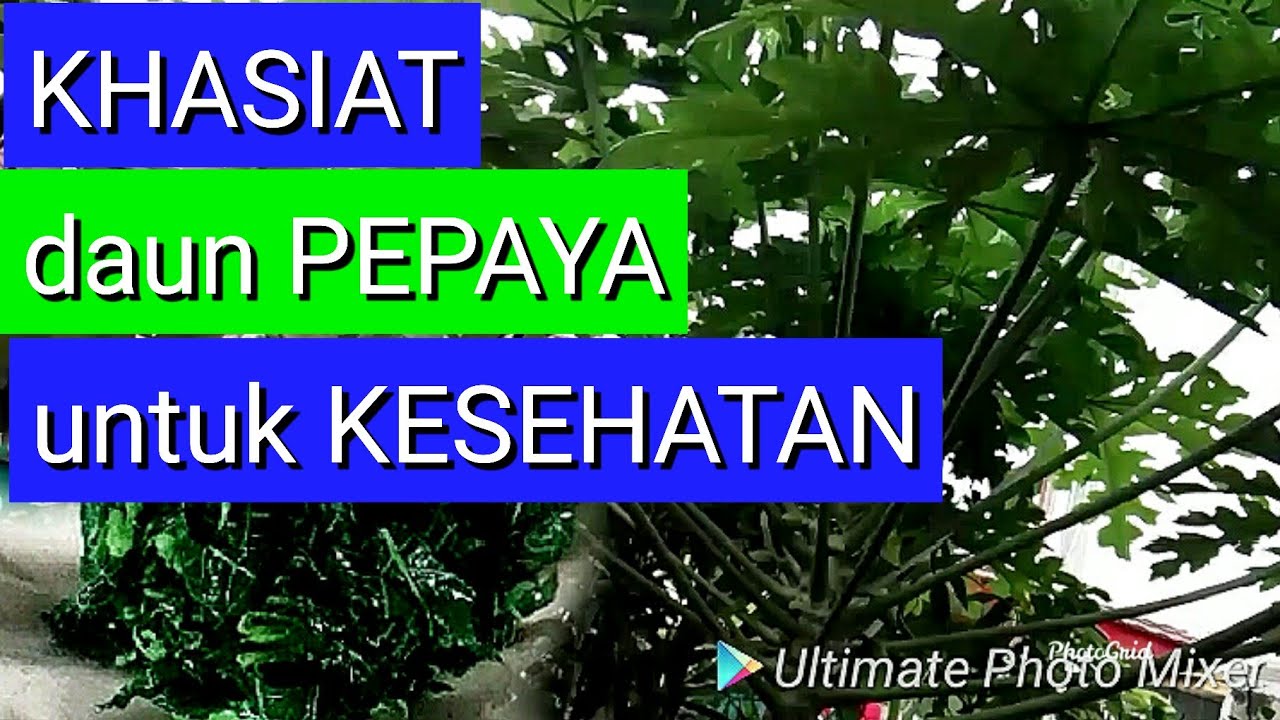 Khasiat Daun Pepaya, herbal rebusan Daun Pepaya, 