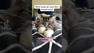 Famous What Name Do I Look Like I Should Have?!? (😻😻😻) #cat #cute #funny #tiktok Net Worth
